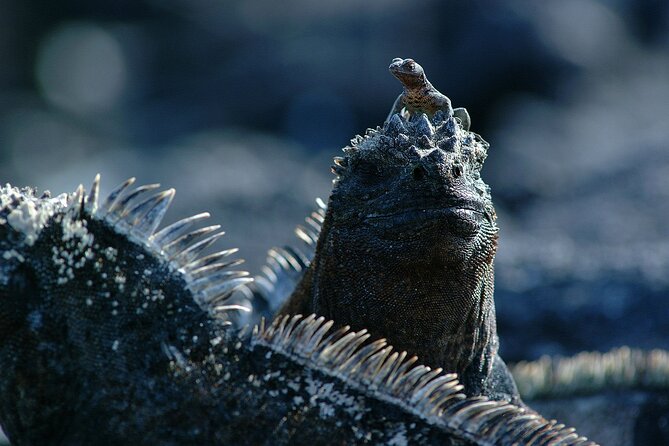 8-Day Galapagos Island Hopping Tour: Isabela, Giant Tortoises, and Snorkeling - Travel Logistics and Recommendations