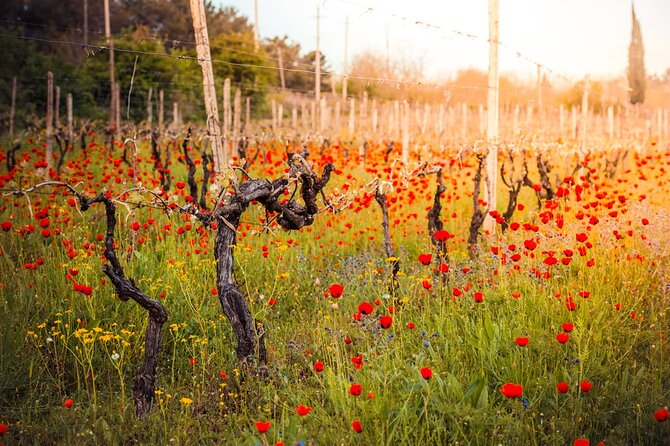 8-Day Georgia Wine Tour With a Guide - Highlights of the Tour