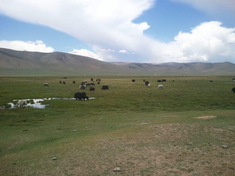 8 DAY GOBI AND CENTRAL MONGOLIA - Key Points