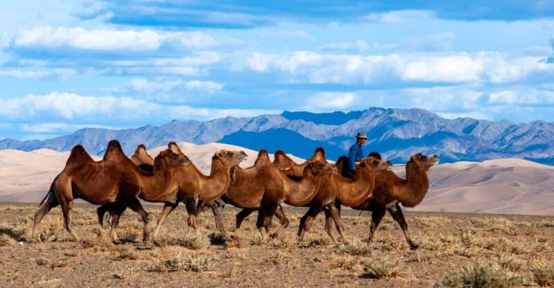 8 DAY GOBI AND CENTRAL MONGOLIA - Inclusions and Exclusions