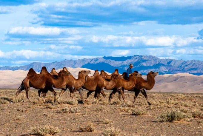 8 DAY GOBI AND CENTRAL MONGOLIA - Frequently Asked Questions