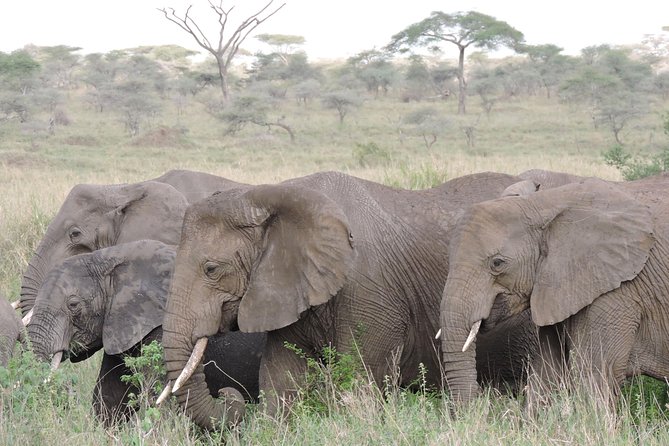 8-Day Kenya and Tanzania Private Lodging Safari From Nairobi - Reviews and Confirmation
