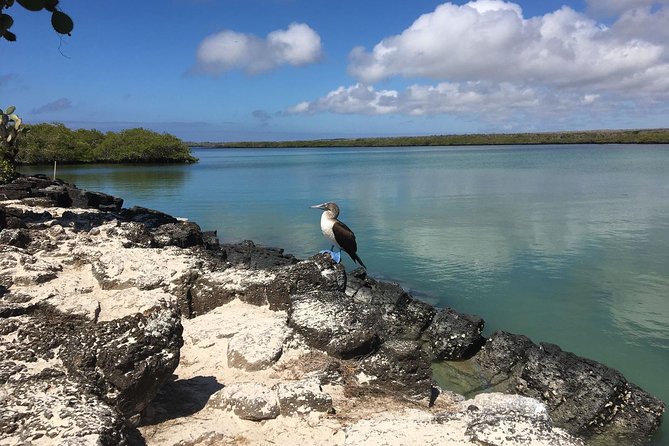 8-Day Machu Picchu & Galapagos Superior: Ultimate Bucket List Experience - Inclusions