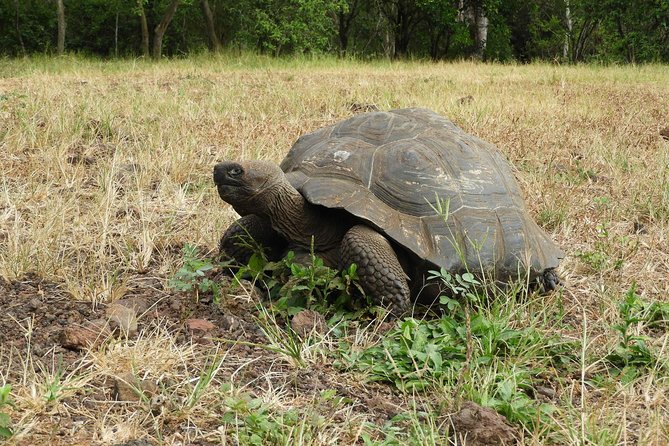 8-Day Machu Picchu & Galapagos Superior: Ultimate Bucket List Experience - Travel Considerations