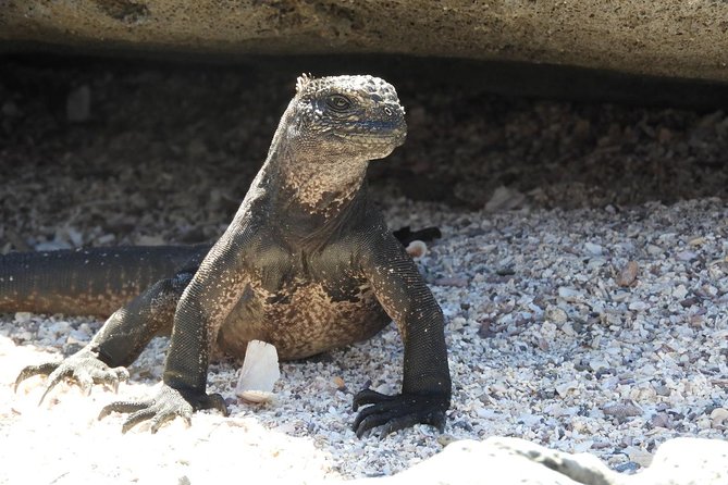 8-Day Machu Picchu & Galapagos Superior: Ultimate Bucket List Experience - Additional Information