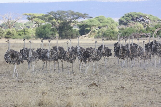 8 Day Masai Mara, Lake Nakuru, Lake Naivasha Amboseli Safari - Airport Transfers and Visas