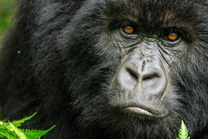 8-Day Murchison Falls, Chimp and Epic Gorilla Trekking - Meeting and Pickup Details