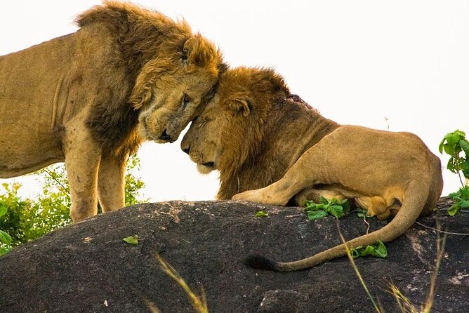 8-Day Murchison Falls, Chimp and Epic Gorilla Trekking - Booking Policies