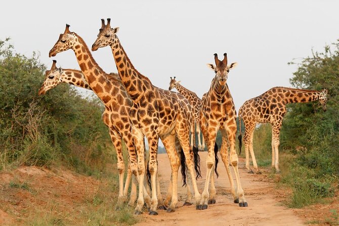 8-Day Murchison Falls, Chimp and Epic Gorilla Trekking - Chimpanzee Trekking
