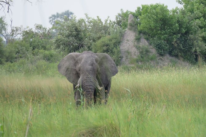 8 Day Okavango Safari - Wilderness Trail (Inner Delta & Moremi) - Boat Excursions in Lagoons