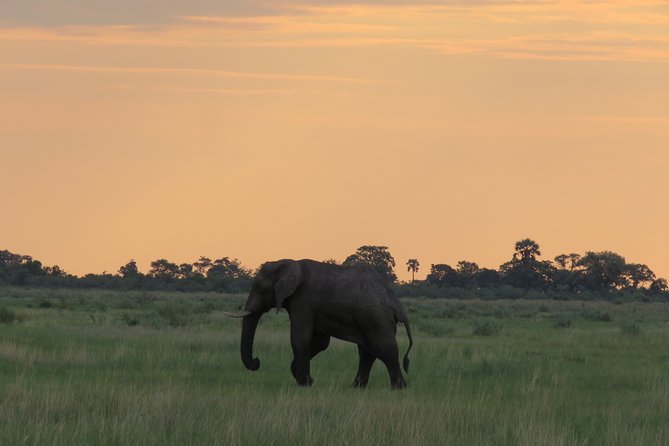8 Day Okavango Safari - Wilderness Trail (Inner Delta & Moremi) - Comfortable Tent Accommodations