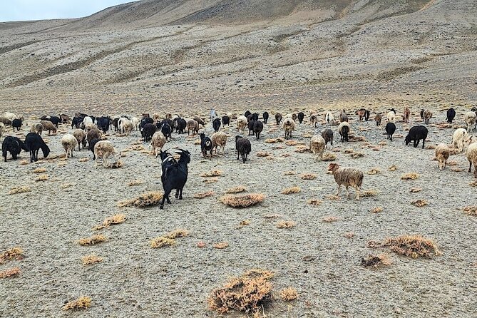 8-Day Private Adventure in Pamir Highway - Pickup and Meeting Details