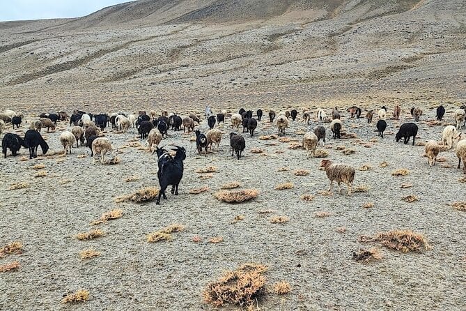 8-Day Private Adventure in Pamir Highway - Pickup and Meeting Details