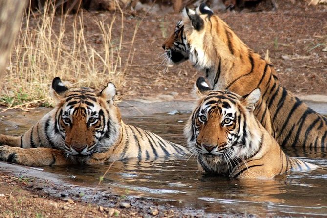 8-Day Private Golden Triangle Tour With a Ranthambore Wildlife Safari - Pickup and Meeting Details