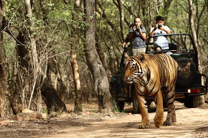 8-Day Private Golden Triangle Tour With a Ranthambore Wildlife Safari From Delhi - Pickup and Accessibility
