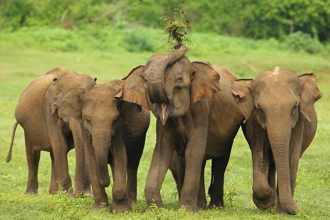 8 Day Private Tour Sri Lanka With Wildlife & Outdoor Experiences From Colombo - Transportation