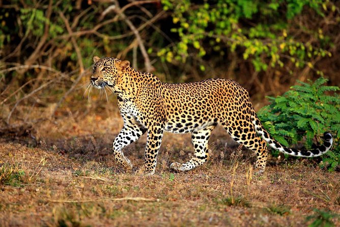8 Day Private Tour Sri Lanka With Wildlife & Outdoor Experiences From Colombo - Activities and Experiences