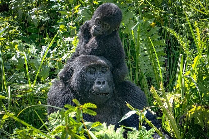 8-Day Private Uganda Big 5 Luxury Safari With Gorillas and Chimps - Included Experiences