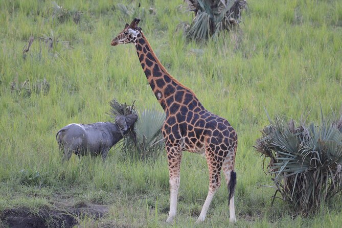 8-Day Private Uganda Big 5 Luxury Safari With Gorillas and Chimps - Wildlife Encounters
