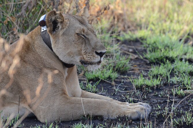 8-Day Private Uganda Big 5 Luxury Safari With Gorillas and Chimps - Gorilla Trekking