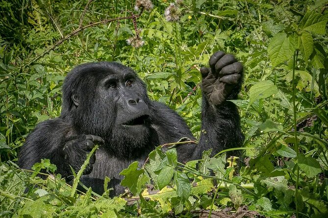 8-Day Private Uganda Big 5 Luxury Safari With Gorillas and Chimps - Additional Information