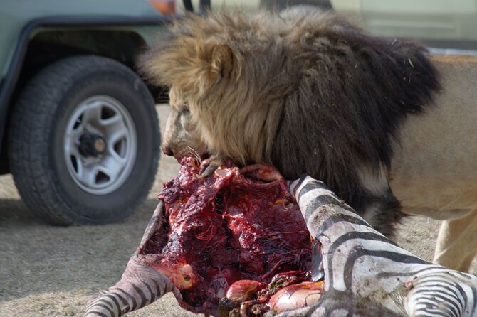 8 Day Private Wildebeest Migration Safari Serengeti Ngorongoro - Health and Accessibility Considerations