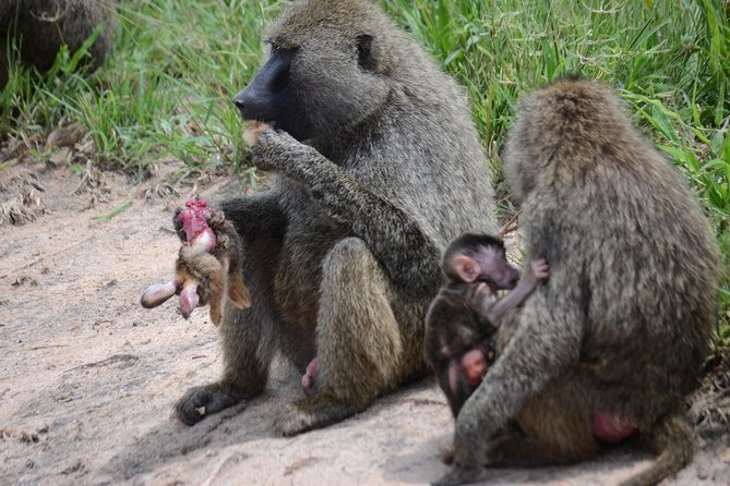 8 Day Private Wildebeest Migration Safari Serengeti Ngorongoro - Booking Information