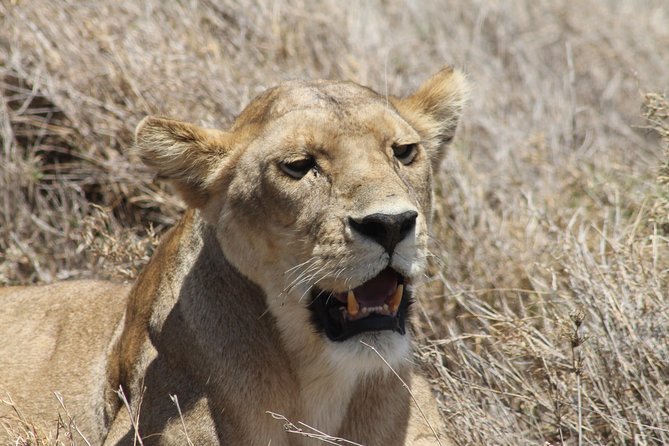 8 Day Private Wildebeest Migration Safari Serengeti Ngorongoro - Review Summary