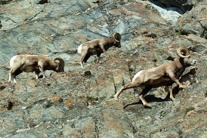 8-Day Rocky Mountains Caribou Tour From Vancouver - Experiencing Banff National Park