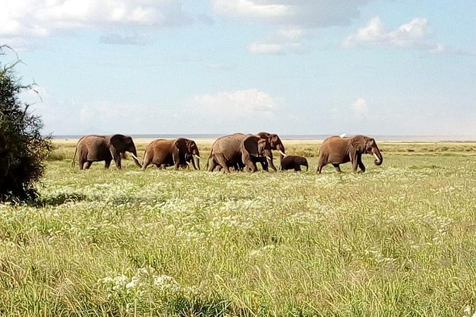 8 Day Safari: Best of Kenya & Tanzania - Accommodation and Meals
