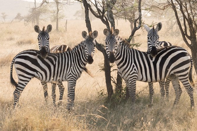 8 Day Spectacular Migration Serengeti Mid -Range Tanzania Safari - Witnessing the Wildebeest Migration