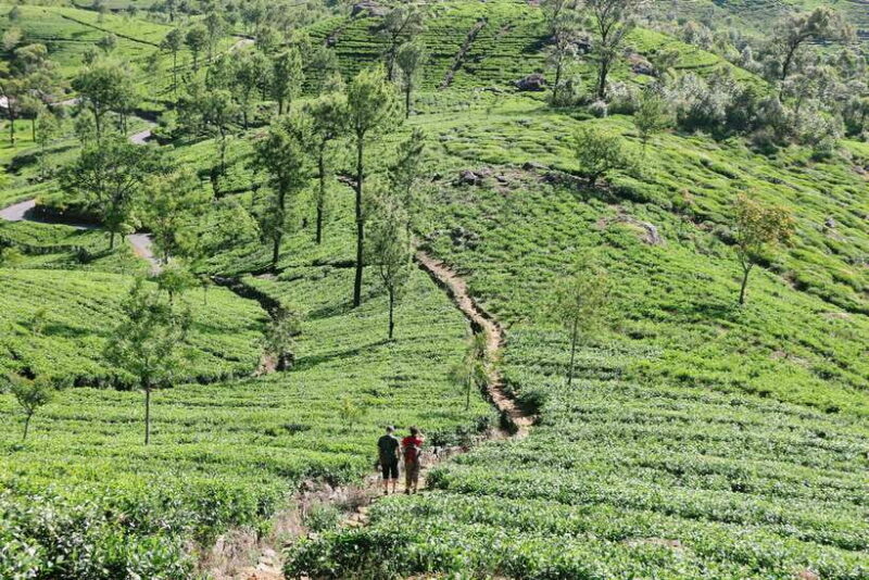 8-Day Sri Lanka Tour: History, nature, culture, wildlife - Key Points