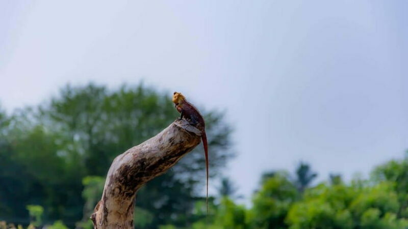 8-Day Sri Lanka Tour: History, nature, culture, wildlife - Wildlife and Nature Adventures