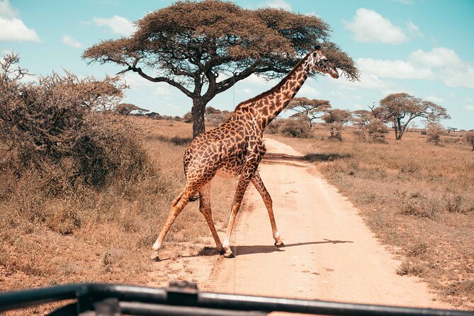 8-Day Tanzania Migration Footsteps – Midrange - Pickup and Transfer