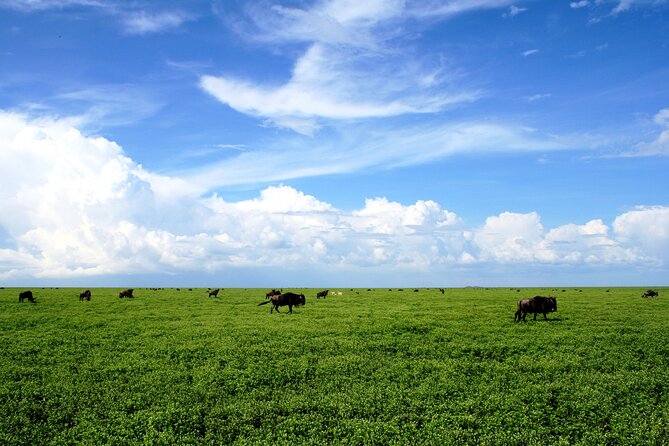 8-Day Tanzania Migration Footsteps – Midrange - Tour Dates and Availability