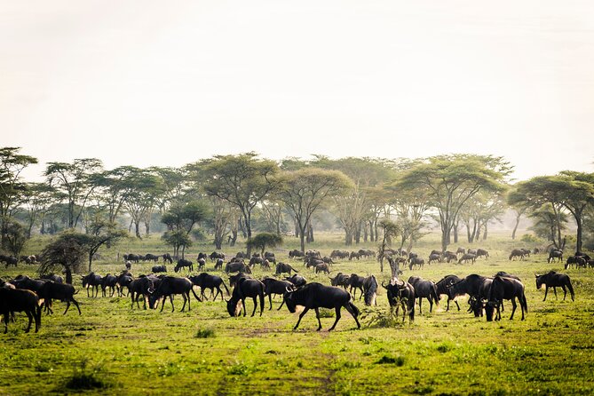 8-Day Tanzania Migration Footsteps – Midrange - Physical Fitness Requirements