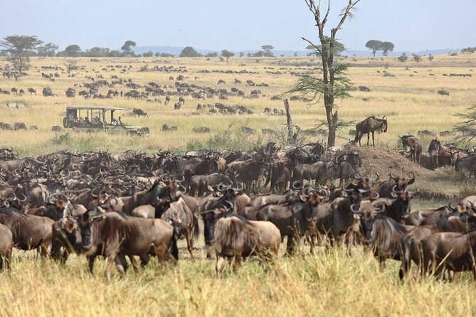 8-Day Tanzania Migration Footsteps – Midrange - Accessibility Considerations