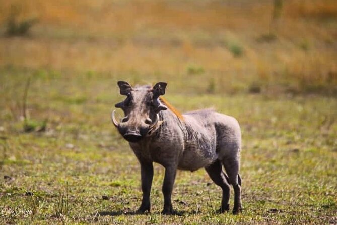 8-Day Tanzania Private Safari Tour With Airport Pickup - Safety and Support
