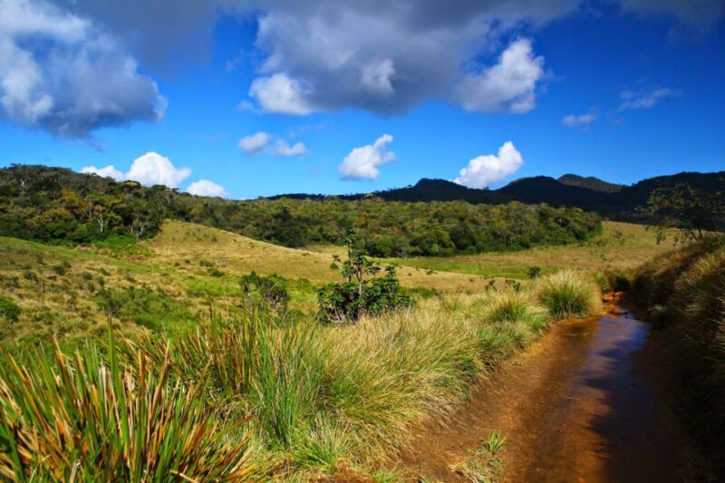8 Day Tour Sri Lanka With Wildlife & Outdoor Experiences - Rainforest Exploration