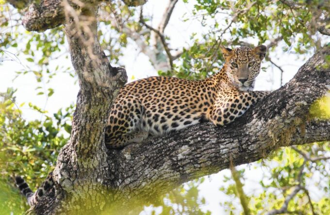 8 Day Tour Sri Lanka With Wildlife & Outdoor Experiences - Outdoor Adventures