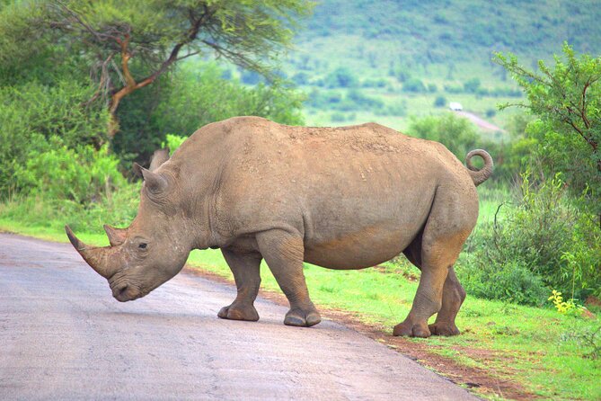 8 Days / 7 Nights 2021 / 2022 Wildebeest Migration Safari - Maasai Mara Reserve - Accessibility and Participation