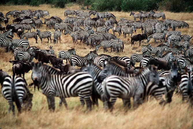 8 Days / 7 Nights 2021 / 2022 Wildebeest Migration Safari - Maasai Mara Reserve - Reviews and Pricing