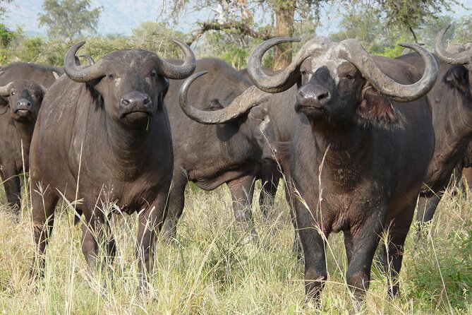8 Days / 7 Nights 2021 / 2022 Wildebeest Migration Safari - Maasai Mara Reserve - Wildebeest Migration Safari