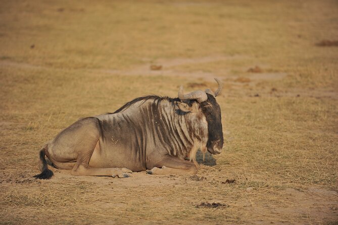 8 Days / 7 Nights 2021 / 2022 Wildebeest Migration Safari - Maasai Mara Reserve - Maasai Mara Reserve Highlights