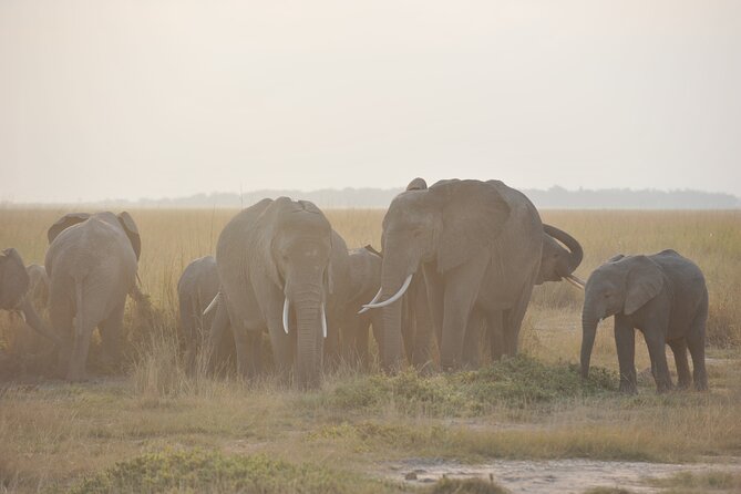 8 Days / 7 Nights 2021 / 2022 Wildebeest Migration Safari - Maasai Mara Reserve - Safari Experience