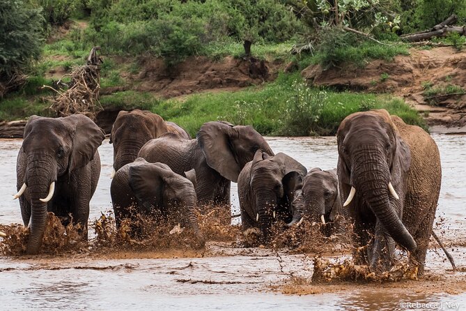 8 Days 7 Nights Kenyan Luxury Safari - Conservation Initiatives