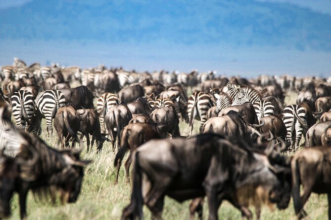 8 Days 7 Nights Kenyan Luxury Safari - Meal Plan and Accommodations