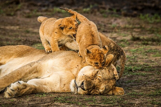 8 Days 7 Nights Kenyan Luxury Safari - Meeting and Pickup Details