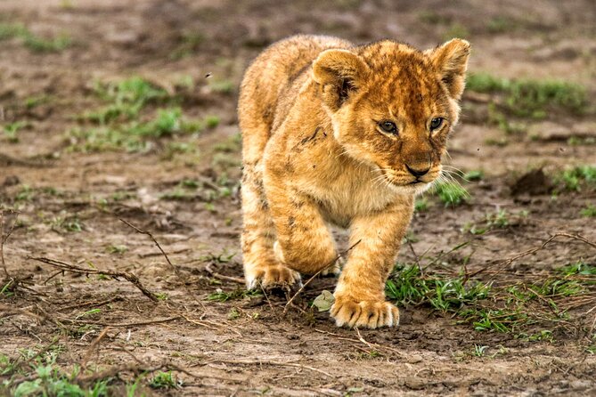 8 Days 7 Nights Kenyan Luxury Safari - Booking and Confirmation