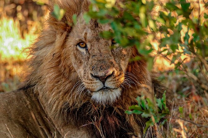 8 Days 7 Nights Kenyan Luxury Safari - Reviews and Ratings